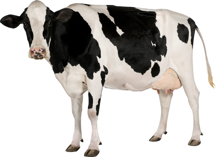 Detail Cows Png Nomer 10