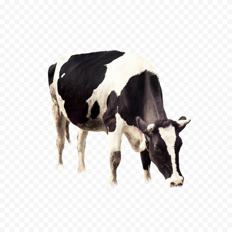Detail Cows Transparent Nomer 9