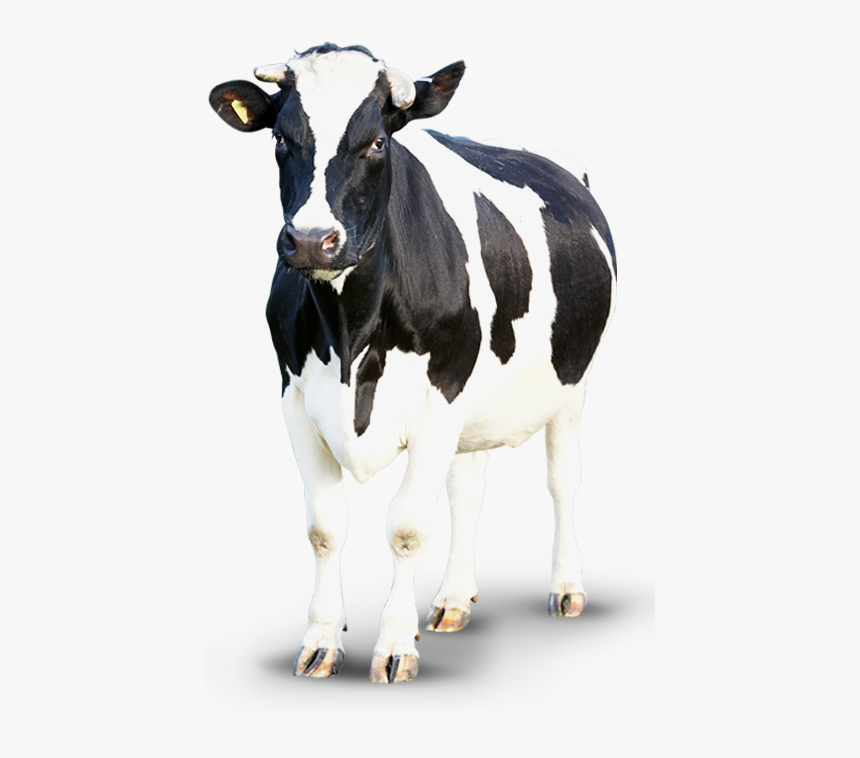 Detail Cows Transparent Nomer 11