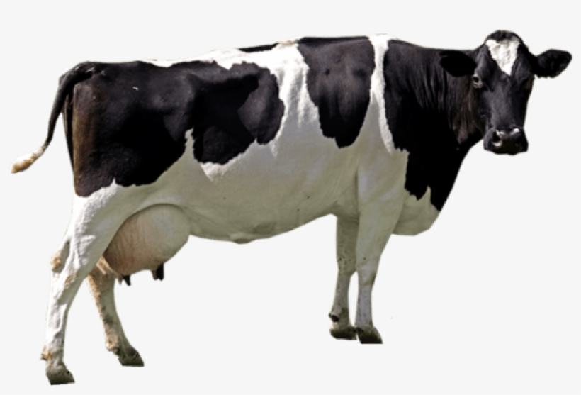 Detail Cows Transparent Nomer 12