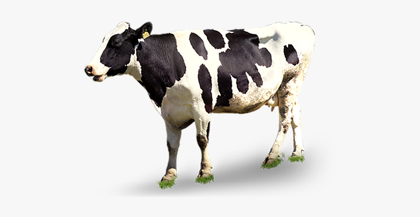 Detail Cows Transparent Nomer 13
