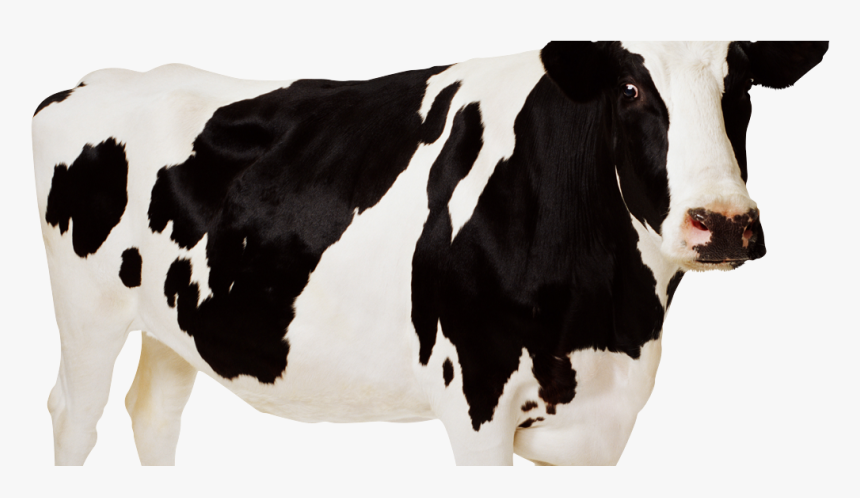 Detail Cows Transparent Nomer 14