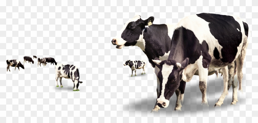 Detail Cows Transparent Nomer 15