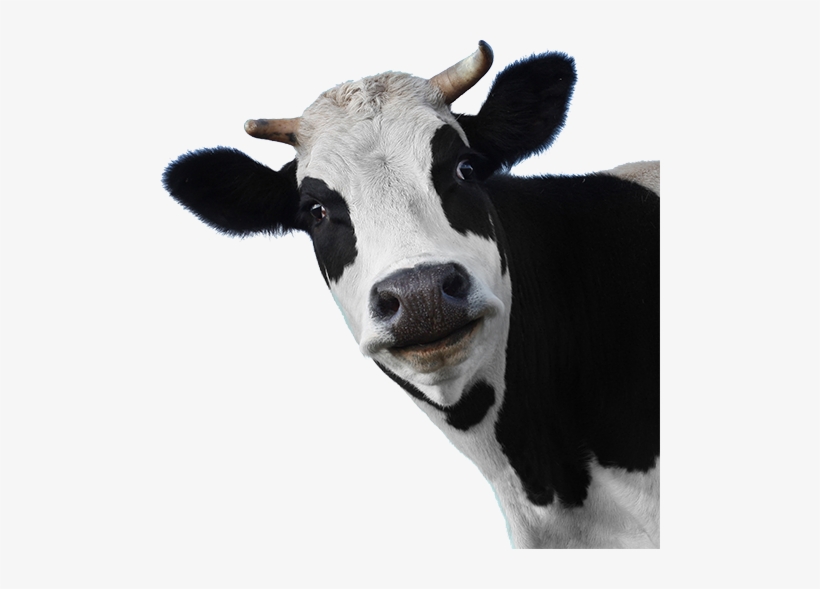 Detail Cows Transparent Nomer 17