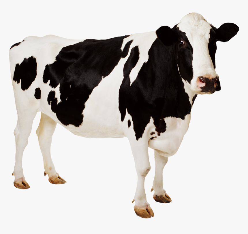 Detail Cows Transparent Nomer 2