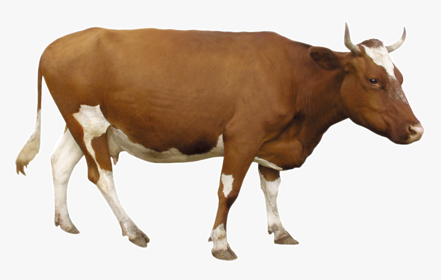 Detail Cows Transparent Nomer 23
