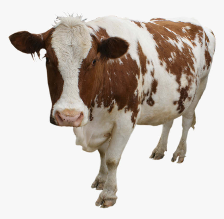 Detail Cows Transparent Nomer 24