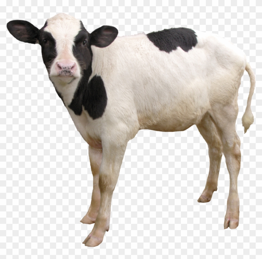 Detail Cows Transparent Nomer 27