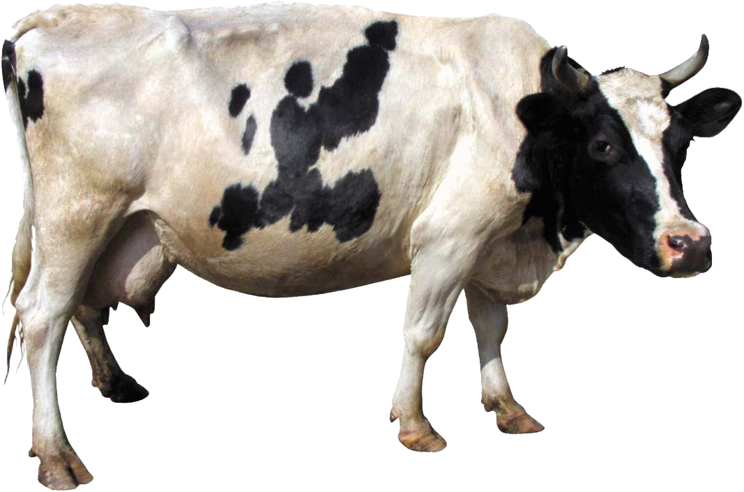 Detail Cows Transparent Nomer 28
