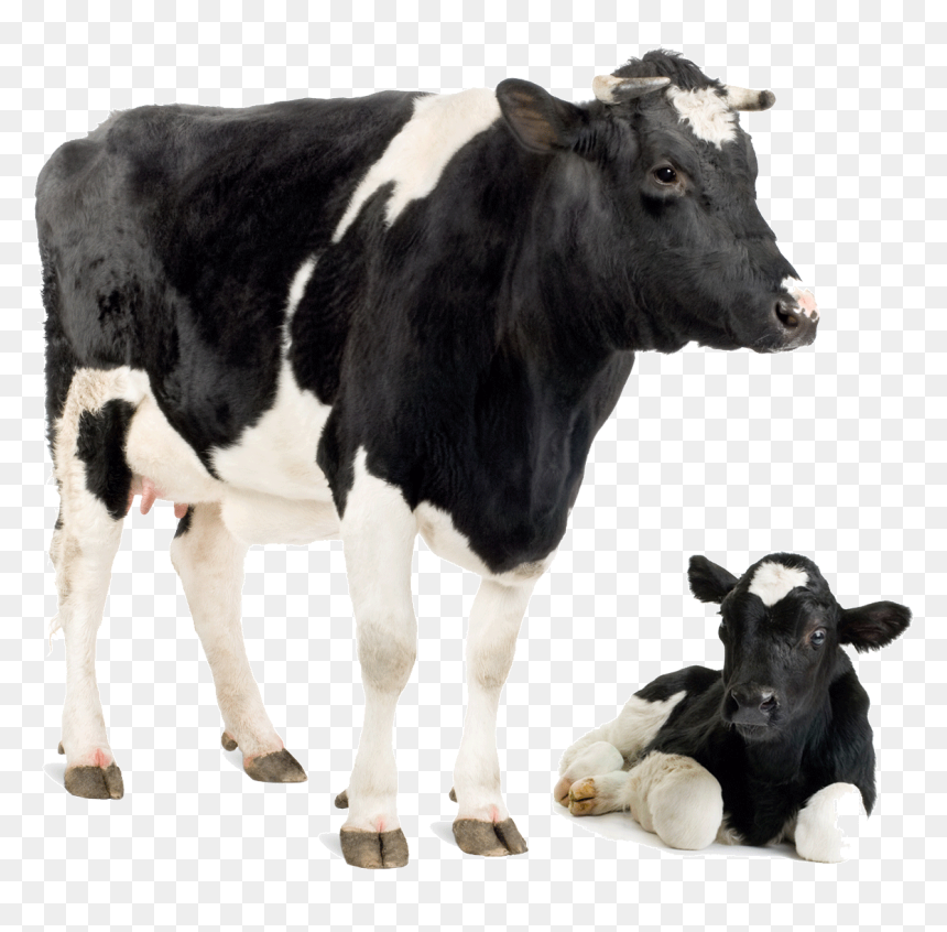 Detail Cows Transparent Nomer 29