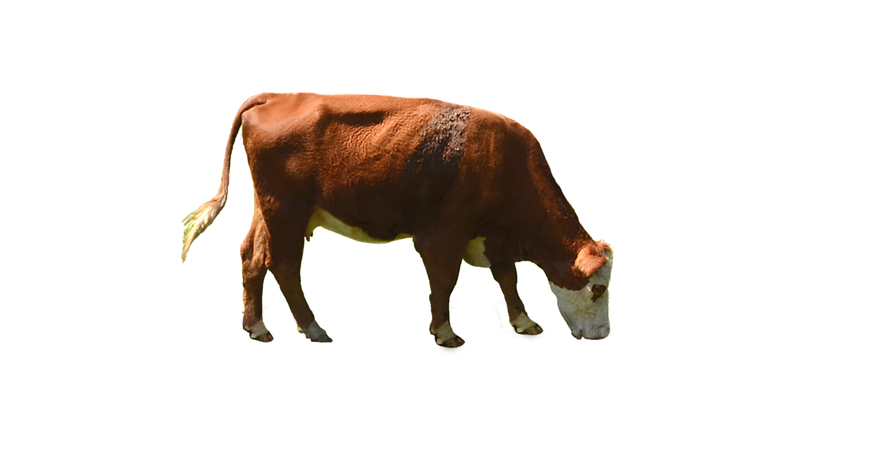 Detail Cows Transparent Nomer 30