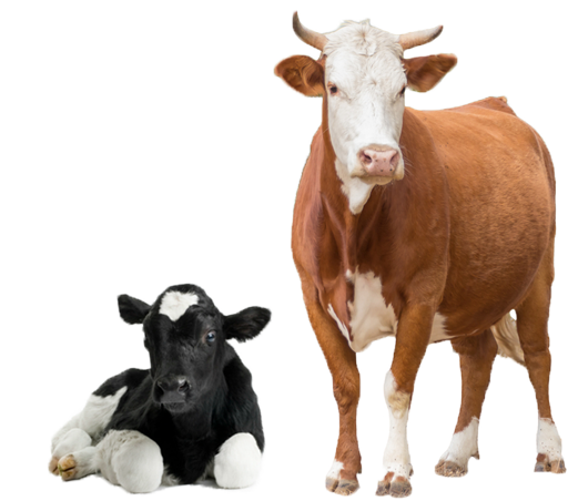 Detail Cows Transparent Nomer 31