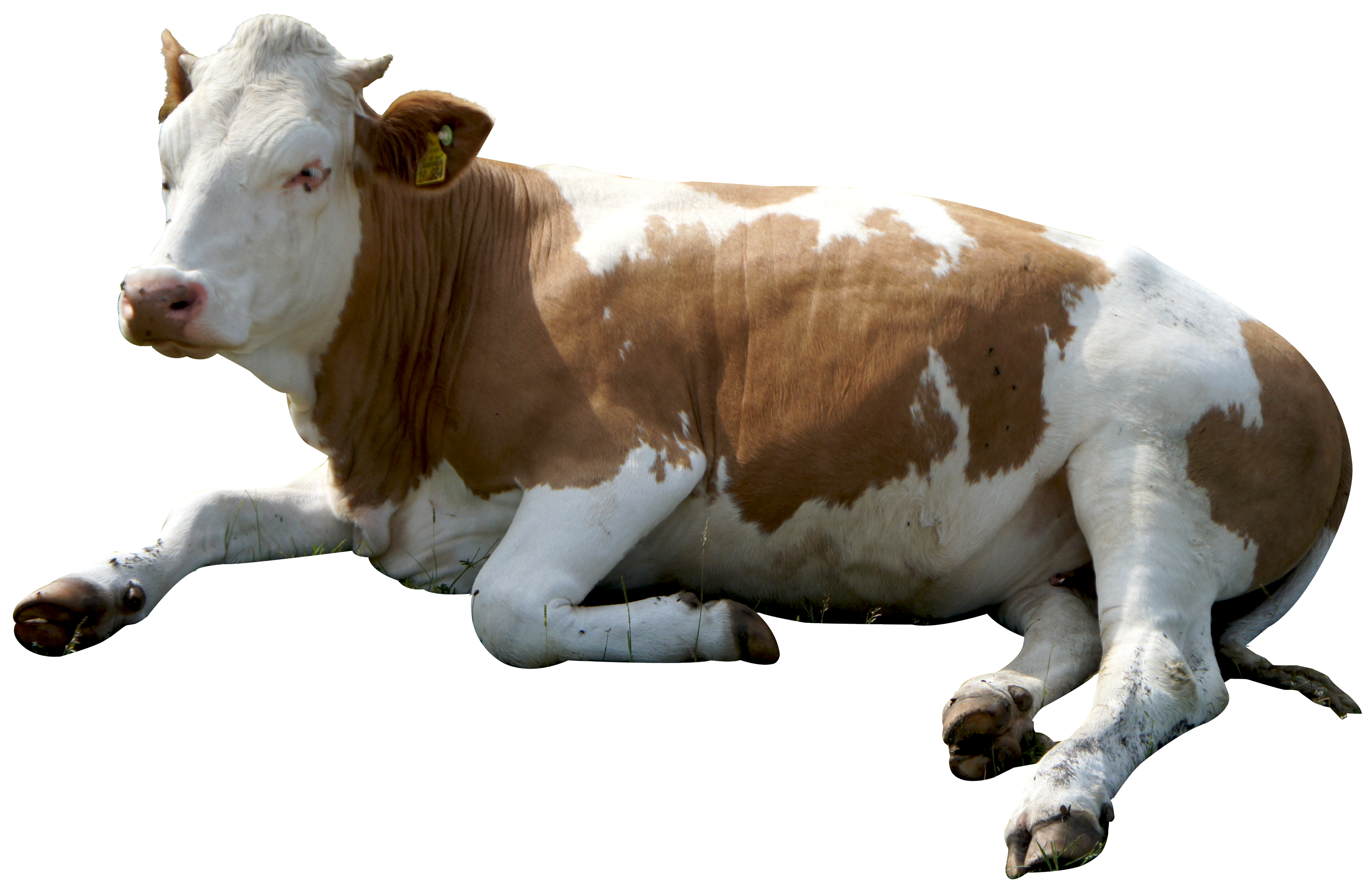 Detail Cows Transparent Nomer 33