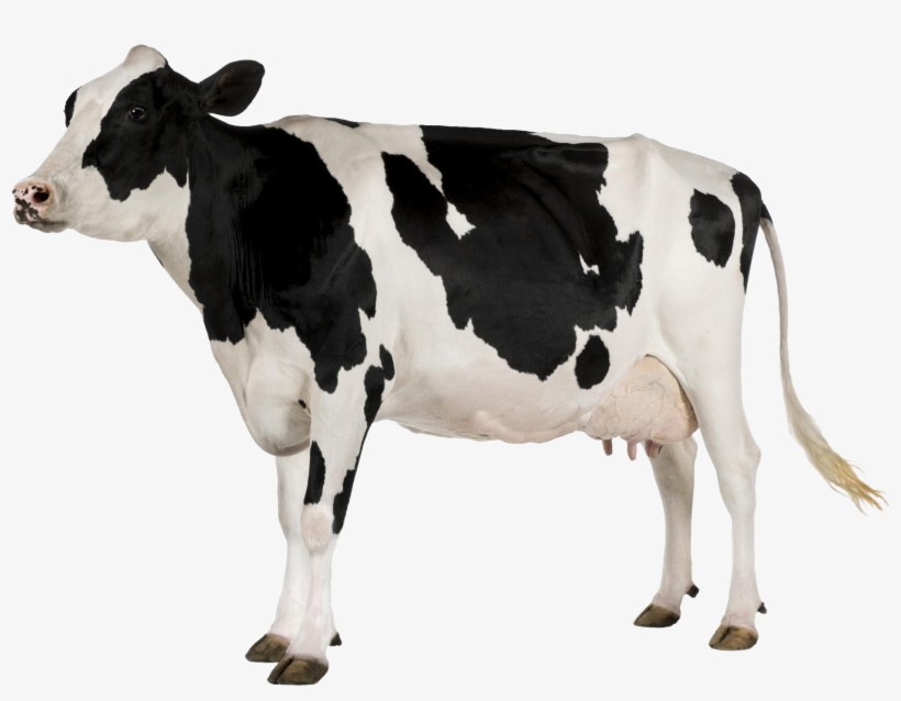 Detail Cows Transparent Nomer 4