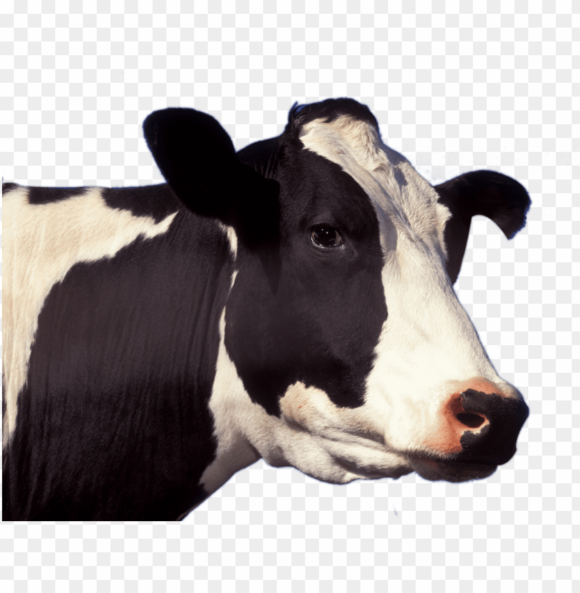 Detail Cows Transparent Nomer 36