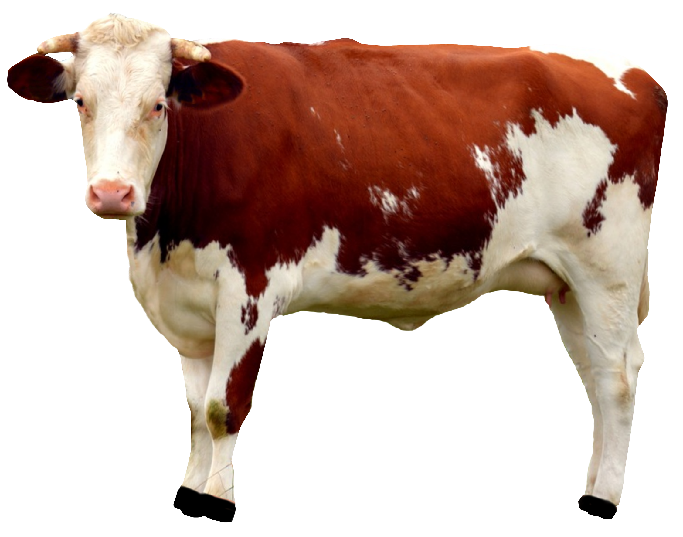 Detail Cows Transparent Nomer 37