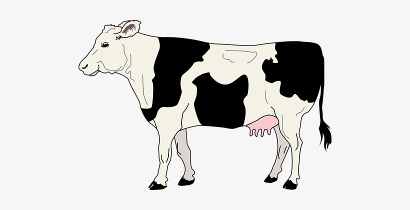 Detail Cows Transparent Nomer 40