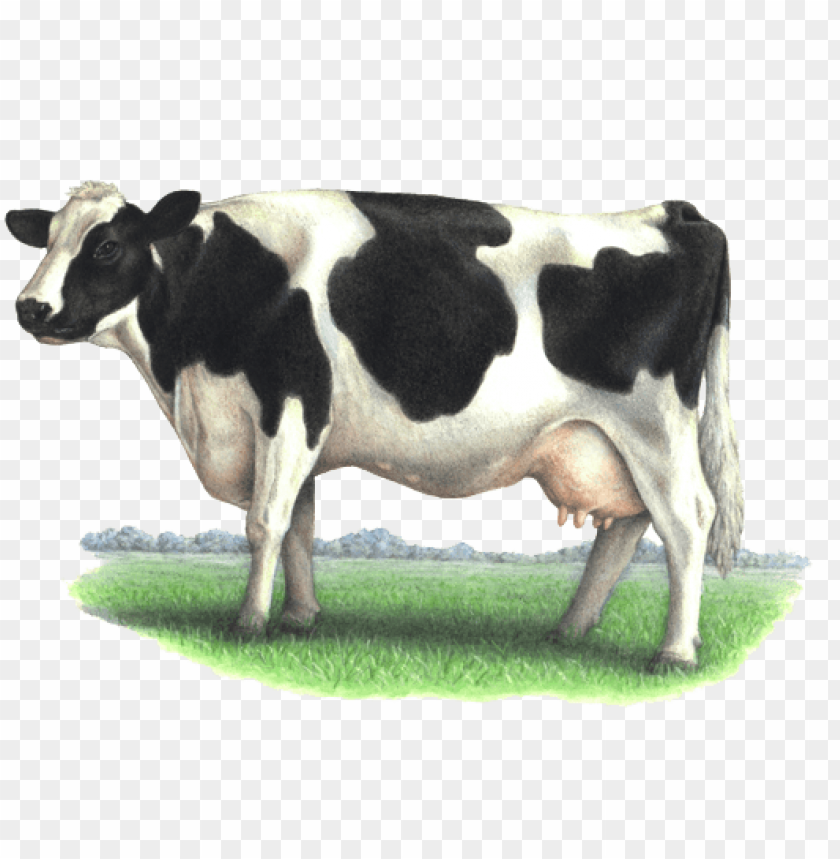 Detail Cows Transparent Nomer 48