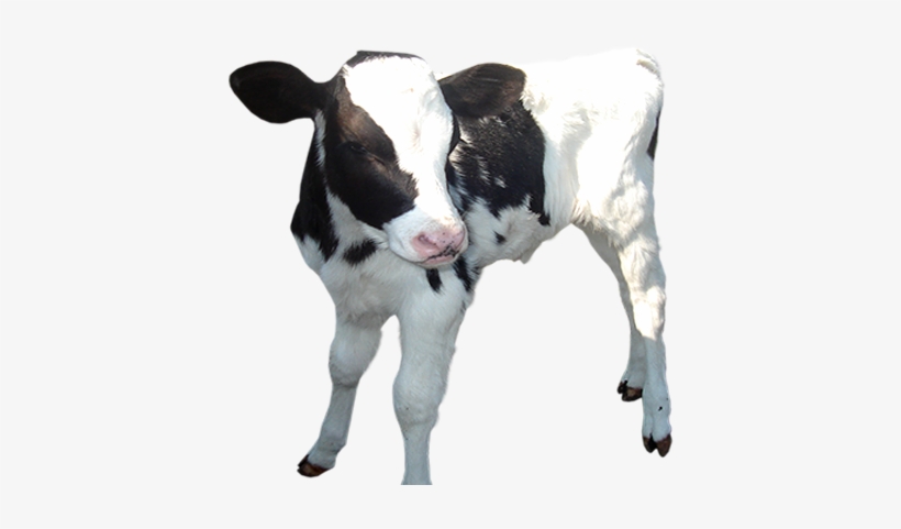 Detail Cows Transparent Nomer 51