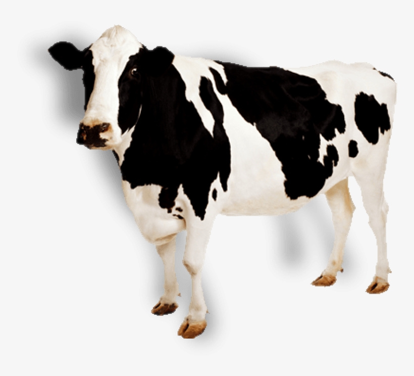 Detail Cows Transparent Nomer 5