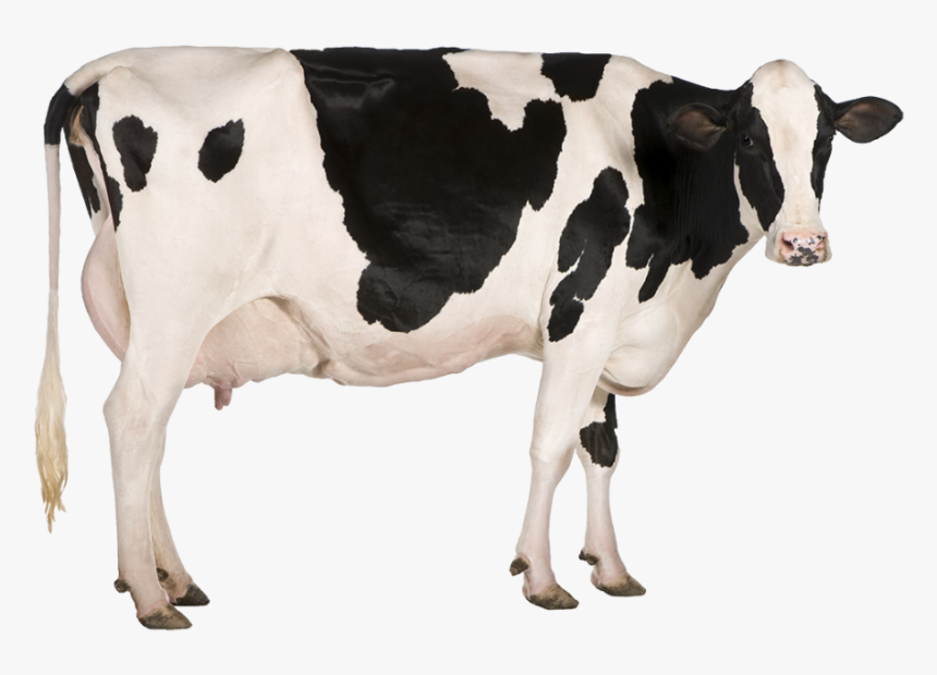 Detail Cows Transparent Nomer 7