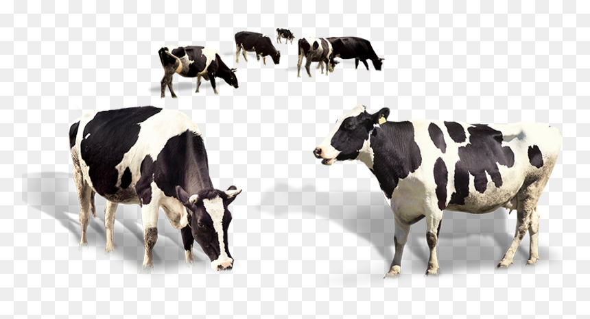 Detail Cows Transparent Nomer 8