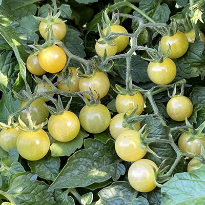 Detail Coyote Cherry Tomato Nomer 17