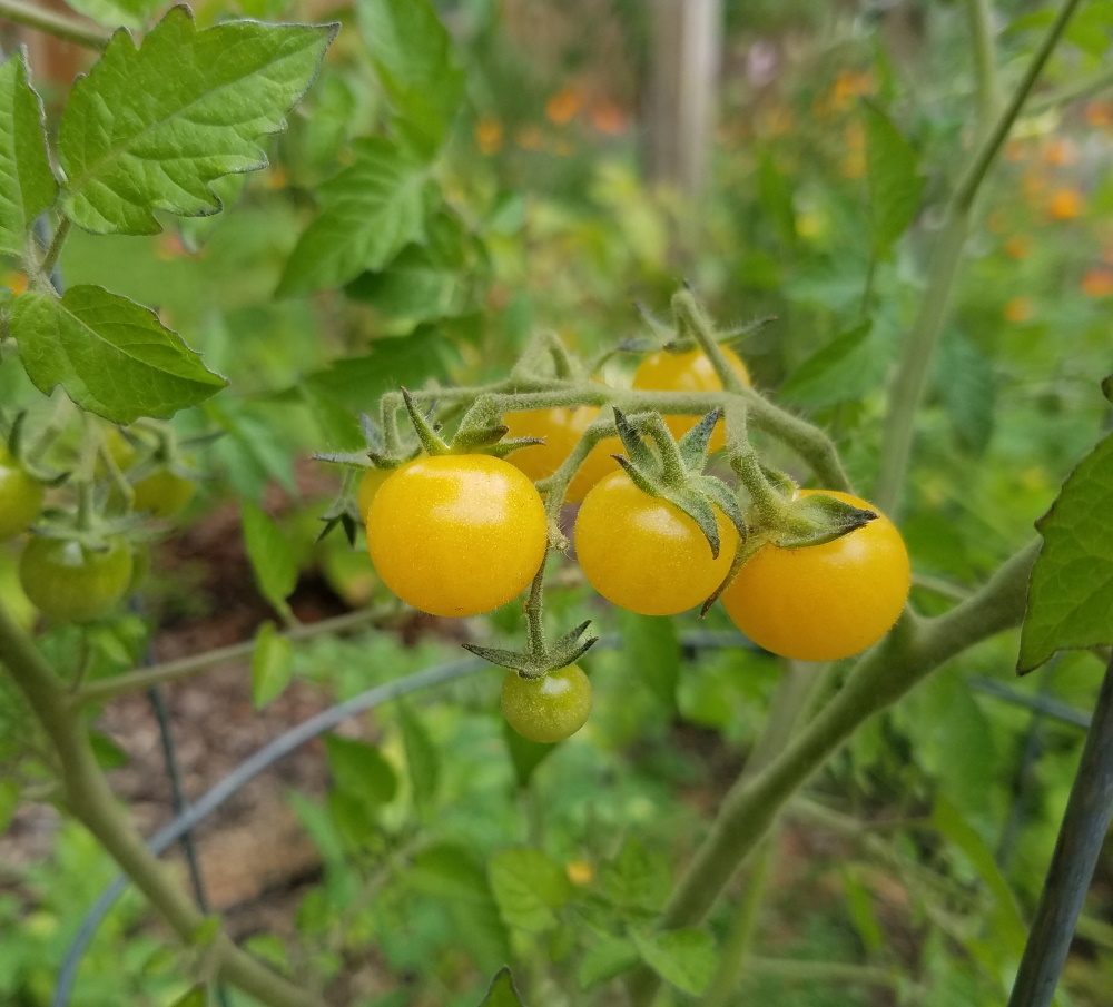 Detail Coyote Cherry Tomato Nomer 20