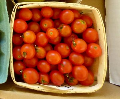 Detail Coyote Cherry Tomato Nomer 51