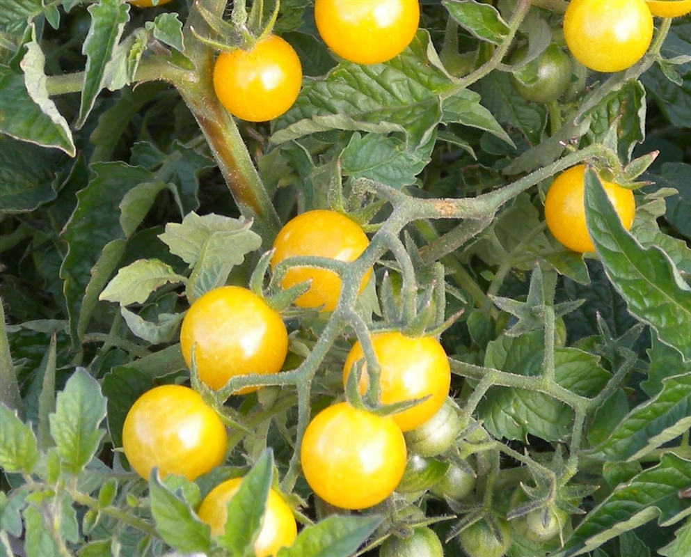 Detail Coyote Cherry Tomato Nomer 55