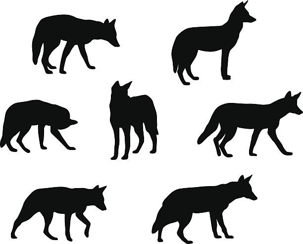Detail Coyote Clipart Nomer 10