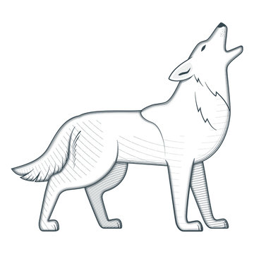 Detail Coyote Clipart Nomer 2