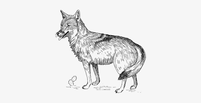 Detail Coyote Clipart Black And White Nomer 16