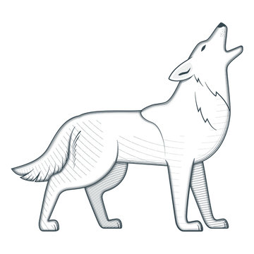 Detail Coyote Clipart Black And White Nomer 3