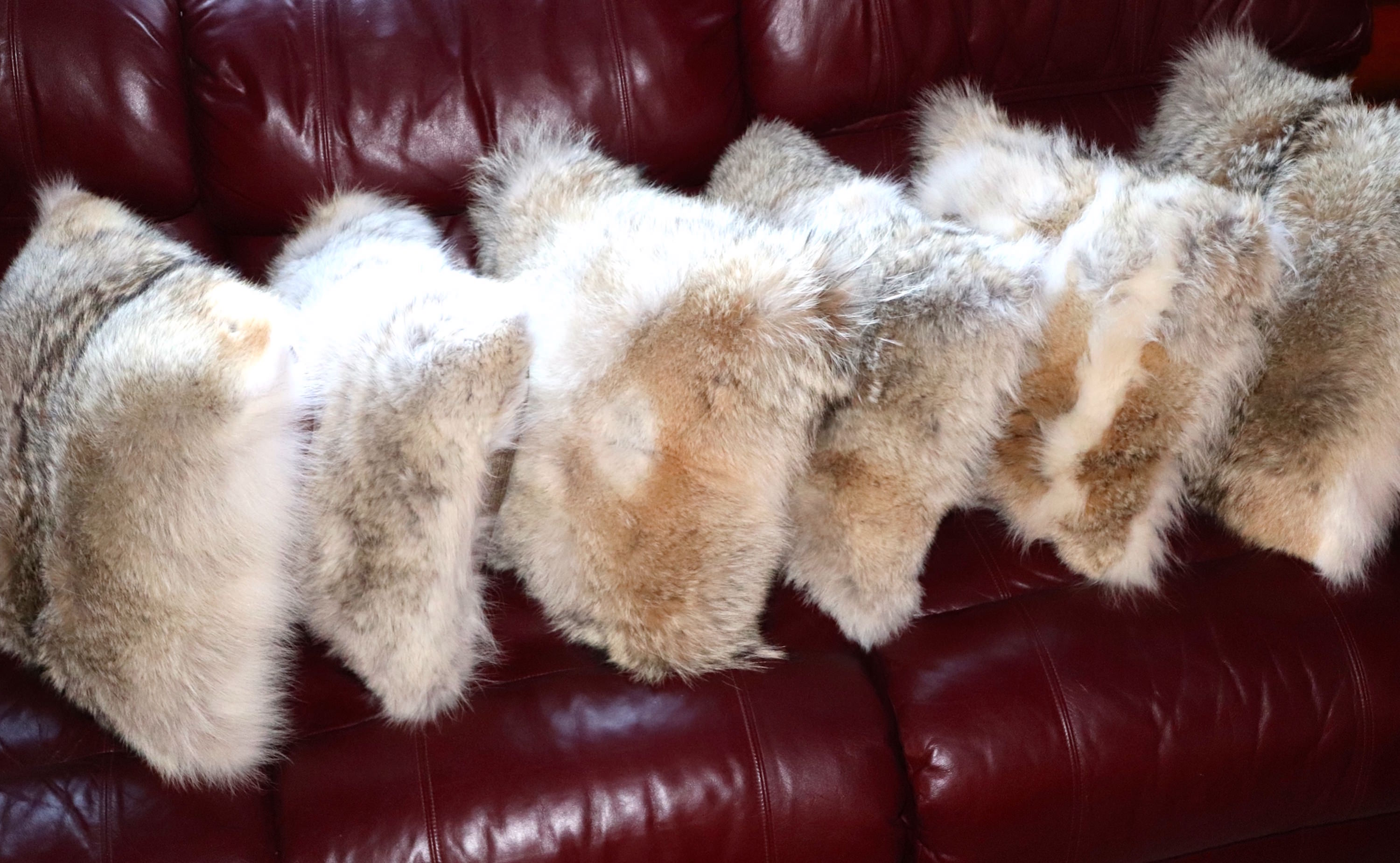 Detail Coyote Fur Pillow Nomer 15