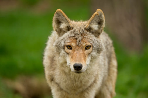 Coyote Images Free - KibrisPDR