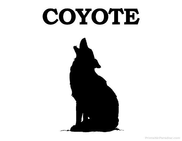 Detail Coyote Images Free Nomer 40