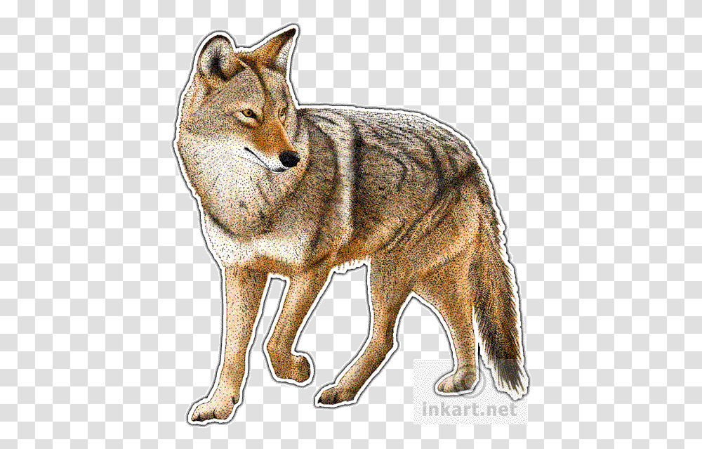 Detail Coyote No Background Nomer 47