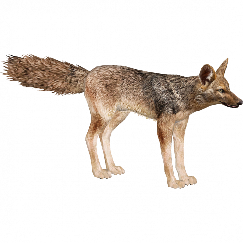 Coyote Transparent - KibrisPDR