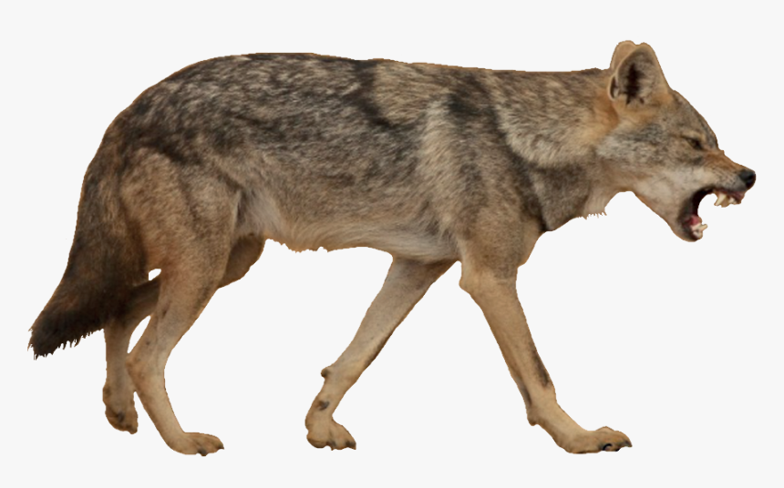 Detail Coyote Transparent Nomer 2