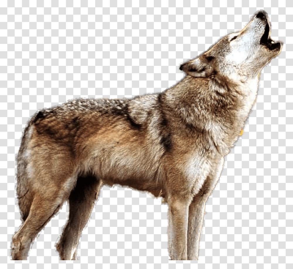 Detail Coyote Transparent Nomer 46