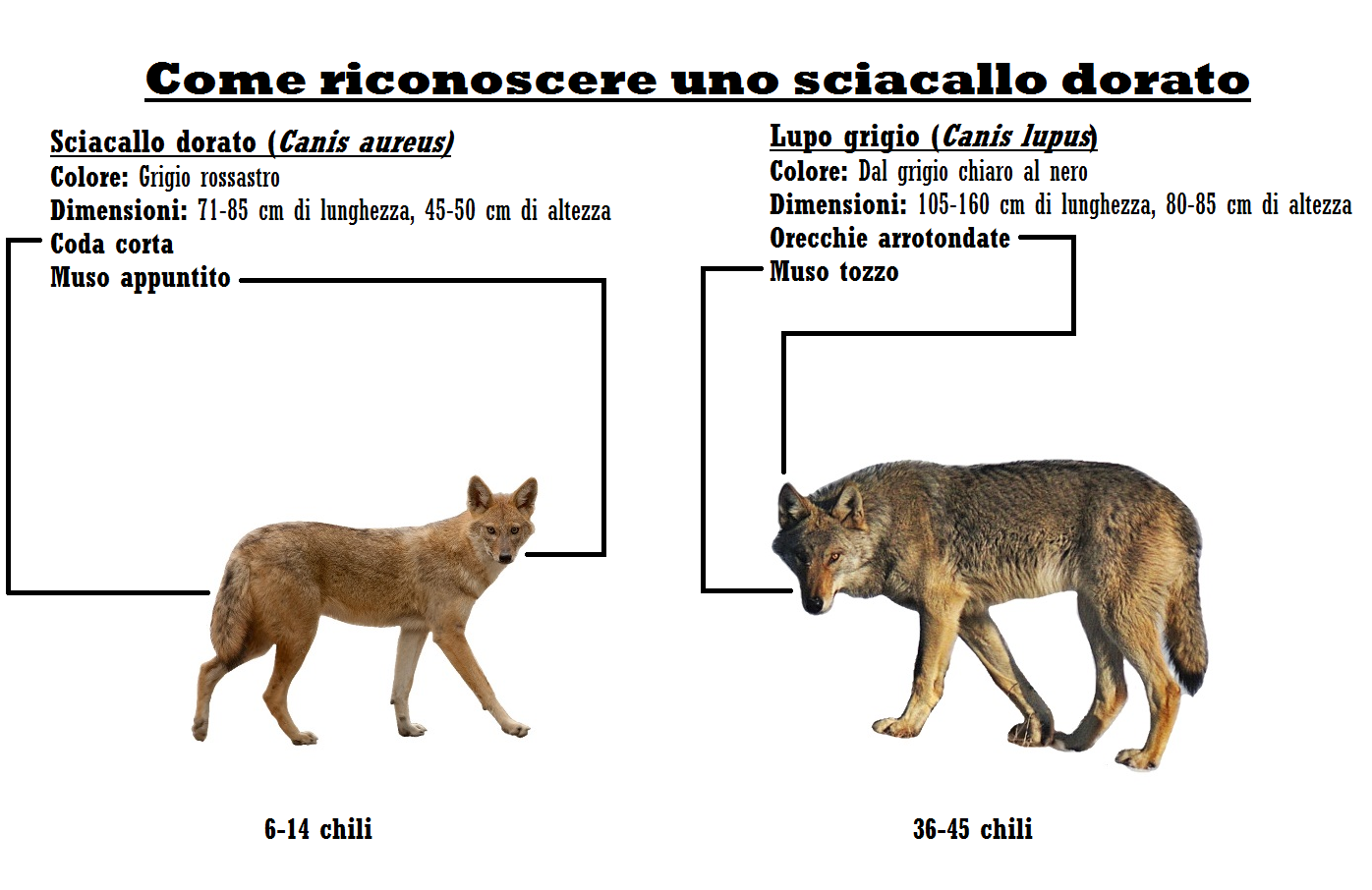 Detail Coyote Vs Jackal Nomer 22