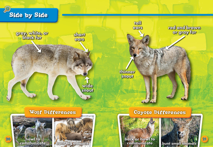 Detail Coyote Vs Jackal Nomer 30