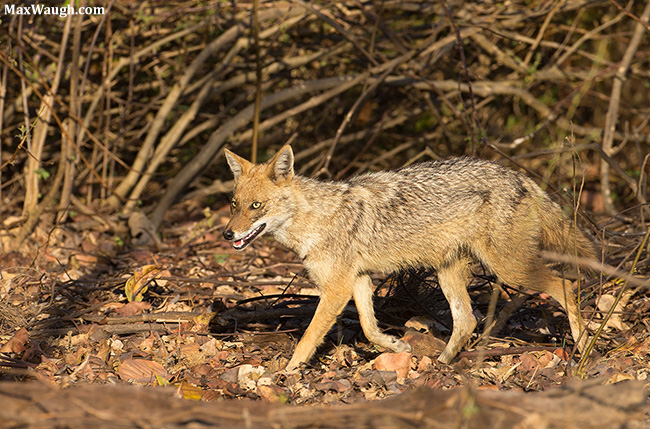 Detail Coyote Vs Jackal Nomer 38