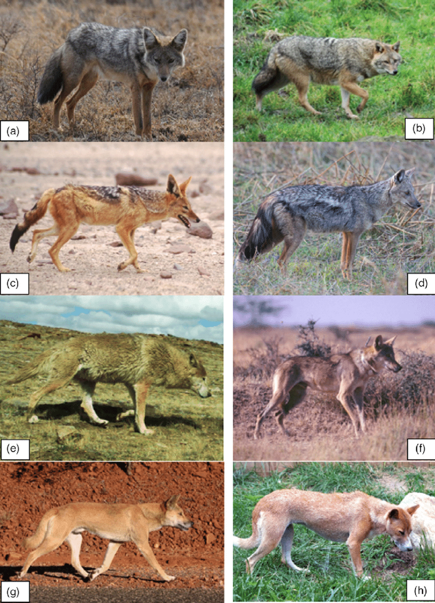 Detail Coyote Vs Jackal Nomer 39