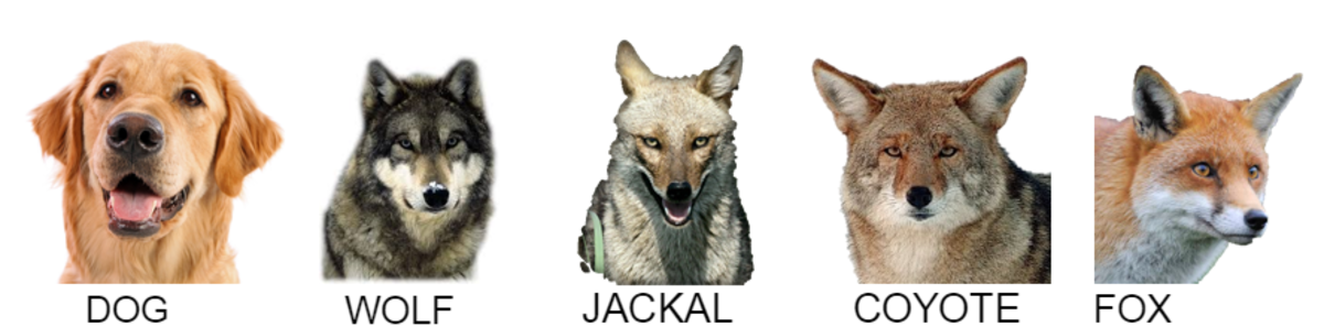 Detail Coyote Vs Jackal Nomer 6