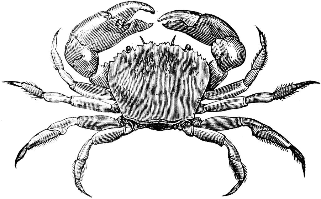 Detail Crab Clipart Black And White Nomer 29