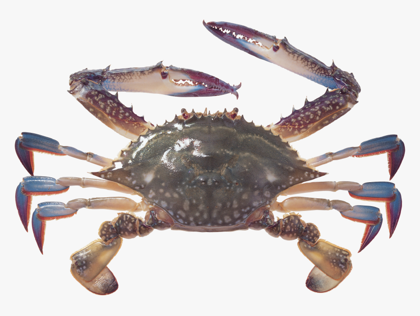 Detail Crab Clipart Png Nomer 53