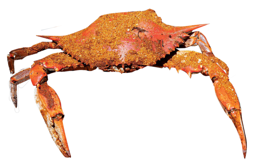 Detail Crab Image Nomer 41