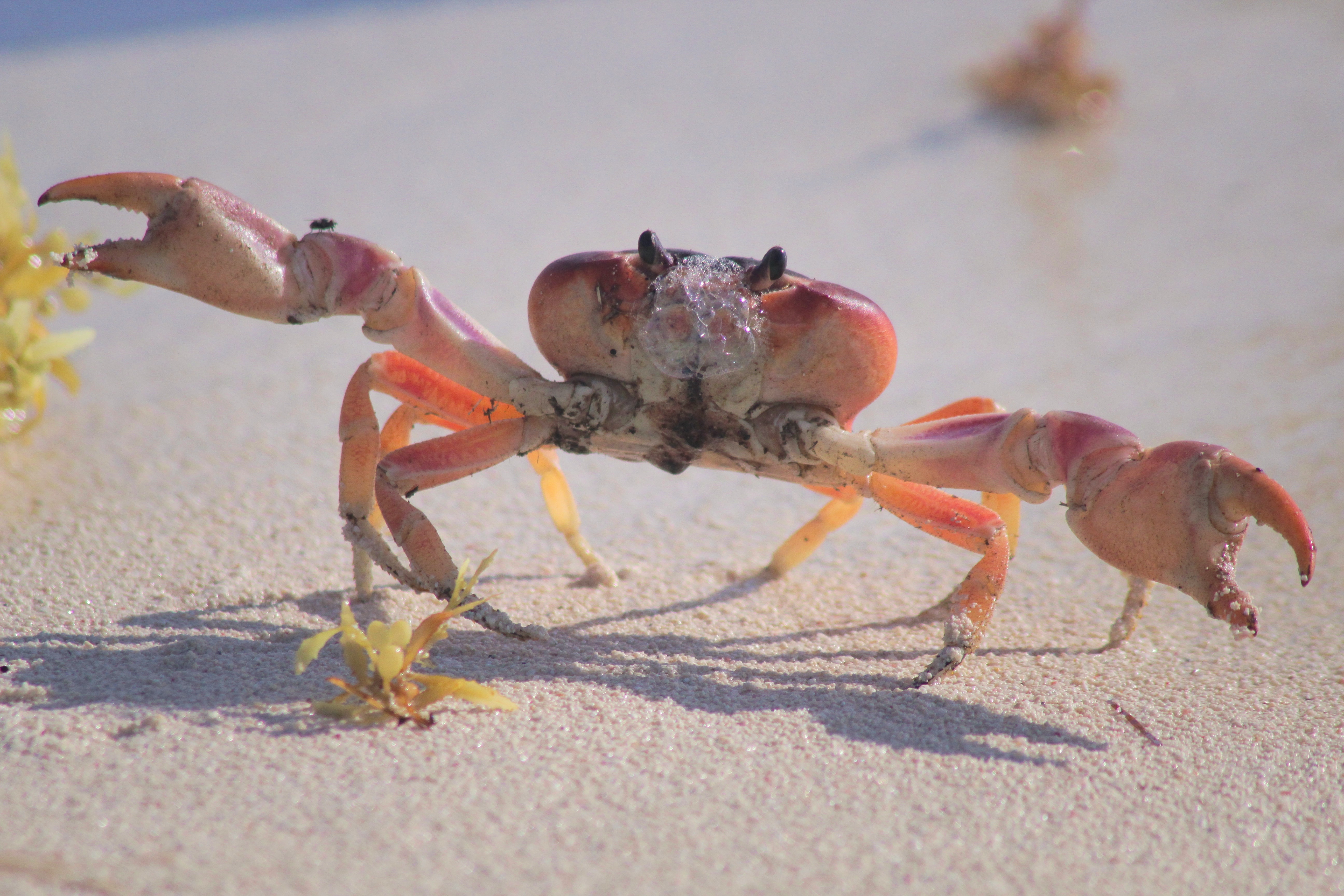 Detail Crab Images Nomer 15
